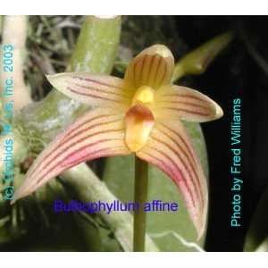 Bulbophyllum affine 27S  Grocery & Gourmet Food