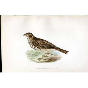  Andulasian Short Toed Lark Bree H/C 1875 Birds