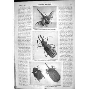  Megasoma Elephas Insects Beetle Brazil 1905 Scientific 