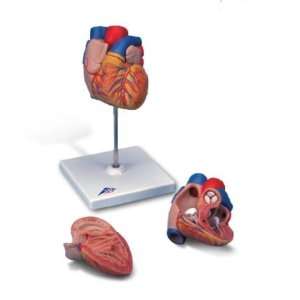  2 Part Heart 3D Model#AW G10 