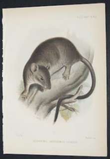 Zoological Society 1880s Lithograph. Mouse. 19  