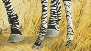 Stephen GAYFORD, Zebra and Foal, ORIGINAL watercolour, large, HIGHLY 