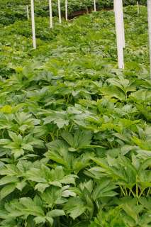 angelica makino ashitaba herb 100 % pure natural organic grown and 