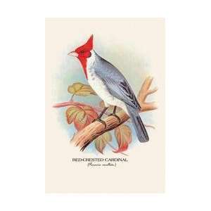  Red Crested Cardinal 28x42 Giclee on Canvas