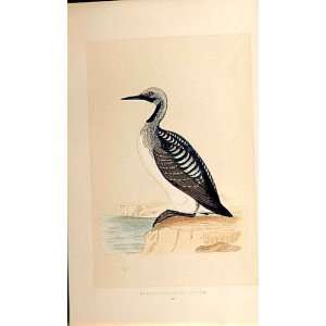   British Birds 1St Ed Morris 1851 Black Throated Diver