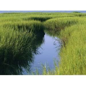  A Small Slough or Channel Running Through a Grassy Marsh 