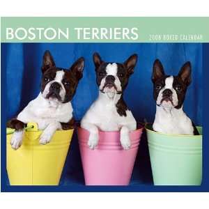 Boston Terriers 2008 Desk Calendar