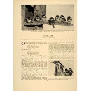  1906 Article Chickadee Home Nest Bird Chicks Mother 