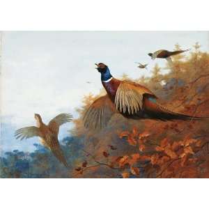 Made Oil Reproduction   Archibald Thorburn   32 x 22 inches   Breaking 