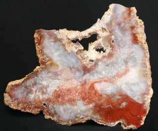  polished slab of McDermitt Sagenite Agate is from a caldera 