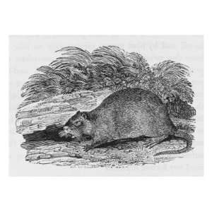  Castor Fiber  Bewick Depicts the Musquash, Musk Beaver or 