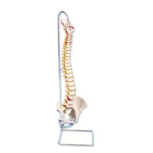 3B Scientific A59/1 Highly Flexible Human Spine Model, 29.1 Height 