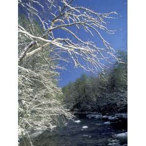 Snow Covered Branches on Little River, Great Smoky Mountains National 