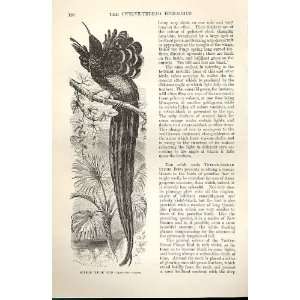    Superb Plume Bird 1862 WoodS Natural History Birds