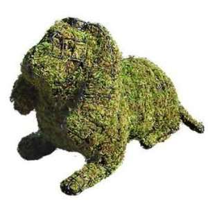    Cavalier King Charles Spaniel Mossed Topiary Frame