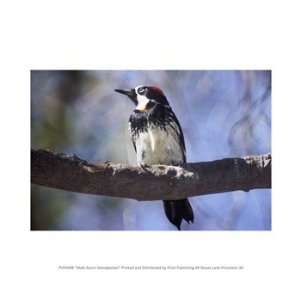 Male Acorn Woodpecker 10.00 x 8.00 Poster Print 