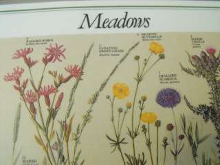 Meadow Plants Placemat, unused , British Museum 1981  