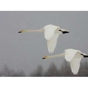 Two Whooper Swans (Cygnus Cygnus) in Flight During Snow Storm Premium 