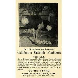  1899 Ad Pasadena California Ostrich Feathers Pricing 