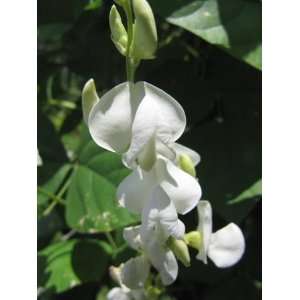  Hyacinth Asia White Bean Seeds