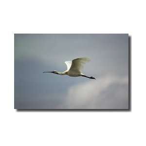  White Spoonbill In Flight Giclee Print