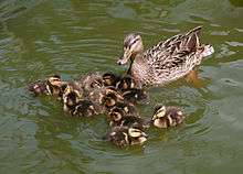 Female swimming with ducklings that are less than a week old