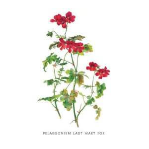  Pelargonium Lady Mary Fox 24x36 Giclee