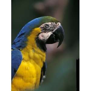  Endangered Blue and Gold Macaw, Costa Rica Photographic 