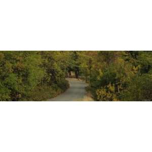 Trees on Both Sides of a Road, Weaverville, California, USA Stretched 