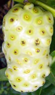 Tahitian Noni Fruit is quite nutritious. The surface is divided into 