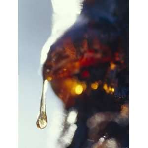  Sunlight Sparkles Through a Sap Drop of the Black Wattle 