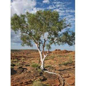  A Ghost Gum with an Exposed Root Thrives in Rocky Terrain 