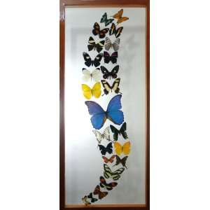  Mounted Butterflies Art Collection with Real Blue Morpho 
