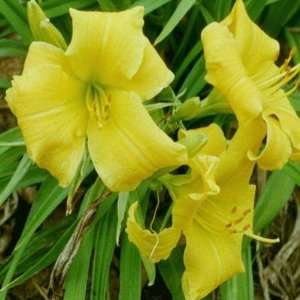  50 Eenie Weenie Daylilies, $0.57 Each Patio, Lawn 