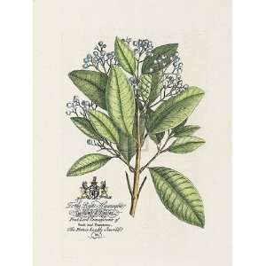  of Halifax Botanical by Georg Dionysius Ehret 15x20