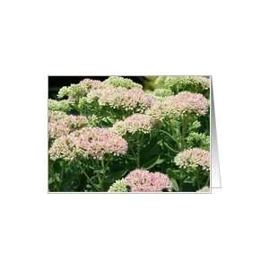  Almost Sedum Flower Photo Blank Note Card Card Health 