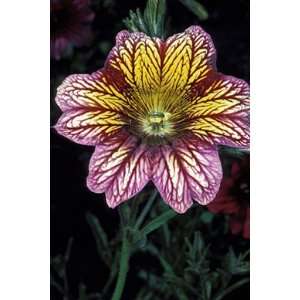  Lilac Drudge Salpiglossis Flower Seed Pack Sale Patio 