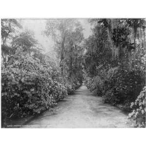  Magnolia Ave,Plantation,Tree lined road,Charleston,SC 