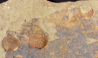 GRADE A BRACHIOPODS FOSSIL PLATE. MOROCCO  