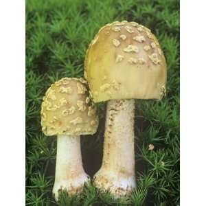 Blushing Amanita Mushrooms Among Mosses on the Forest Floor, Amanita 