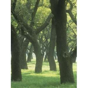  Live Oaks, Quercus Virginiana, Eastern North America 