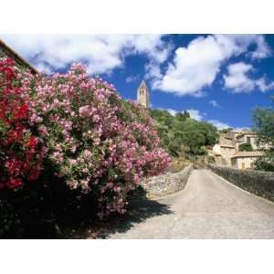  Oleander in Flower, Olargues, Languedoc Roussillon, France 