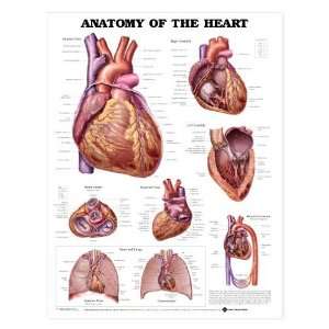 Anatomy of the Heart Anatomical Chart  Industrial 