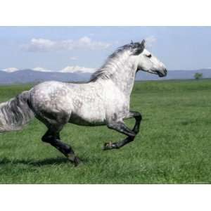  Grey Andalusian Stallion Cantering with Rocky Mtns Behind 