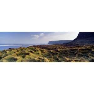  Tussocked Grass, Saltwick Bay, Yorkshire, England, United 