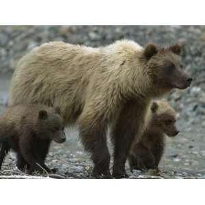  Brown Grizzly Bear Sow and Her Cubs Tracking a Wounded 