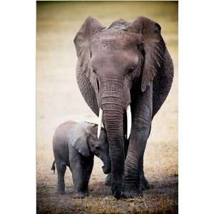  Elephant Family Shelter Animal Nature Poster Baby Calf 24 