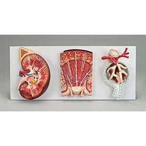 Altay(r) Human Kidney, Nephron and Corpuscle Model  