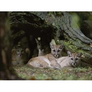 Texas Cougars That Have Been Relocated to White Oak Conservation 