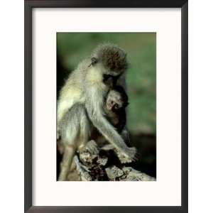  Vervet Monkey, Mother and Young, Kenya Framed Photographic 